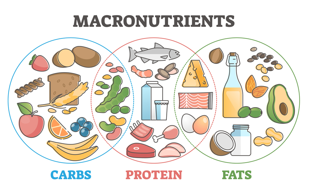 Macronutrients: Proteins, Carbs, and Fats: