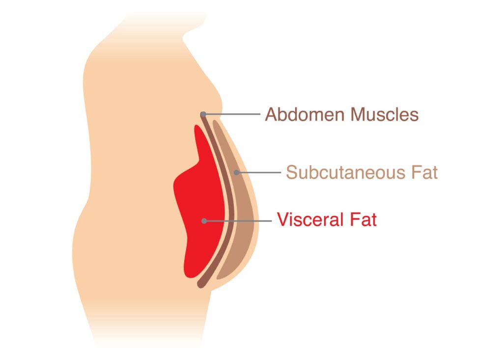 What is visceral fat?