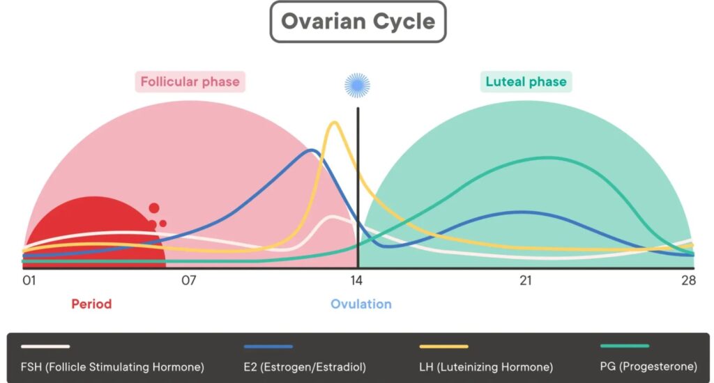 Ovarian cycle 