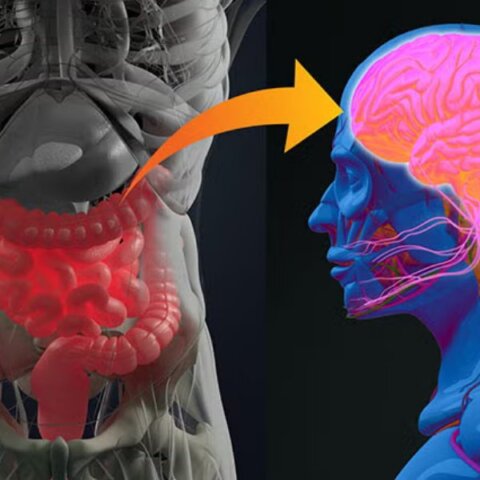 Beyond Digestion: How Your Gut Influences Your Mind & Body