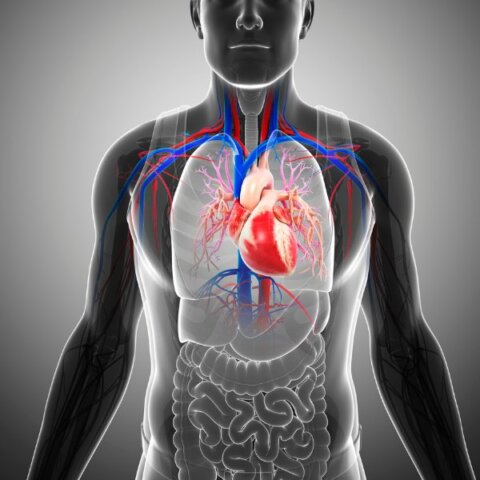 Protecting Your Bone & Heart Health Post-Menopause